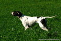 Pedigree DEOLS DES CHEVECHES Pedigree DEOLS DES CHEVECHES